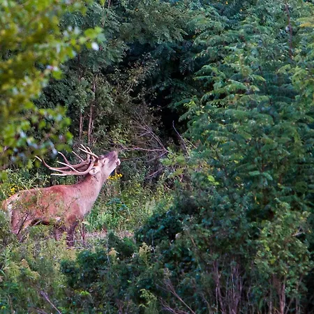 Apartamento Zala Hills - Batthyany Villapark *