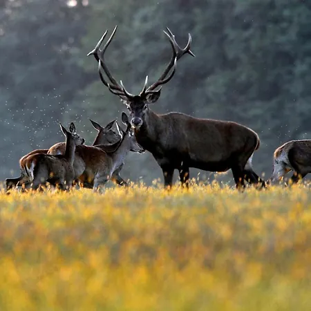 Διαμέρισμα Zala Hills - Batthyany Villapark Zalacsány