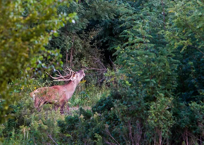 דירה Zala Hills - Batthyany Villapark *