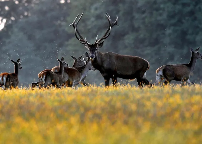 Apartment Zala Hills - Batthyany Villapark Zalacsány